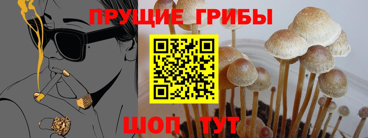 Галлюциногенные грибы Cubensis  Вход с VPN  Луховицы 